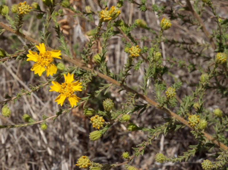 Heermann's Tarweed