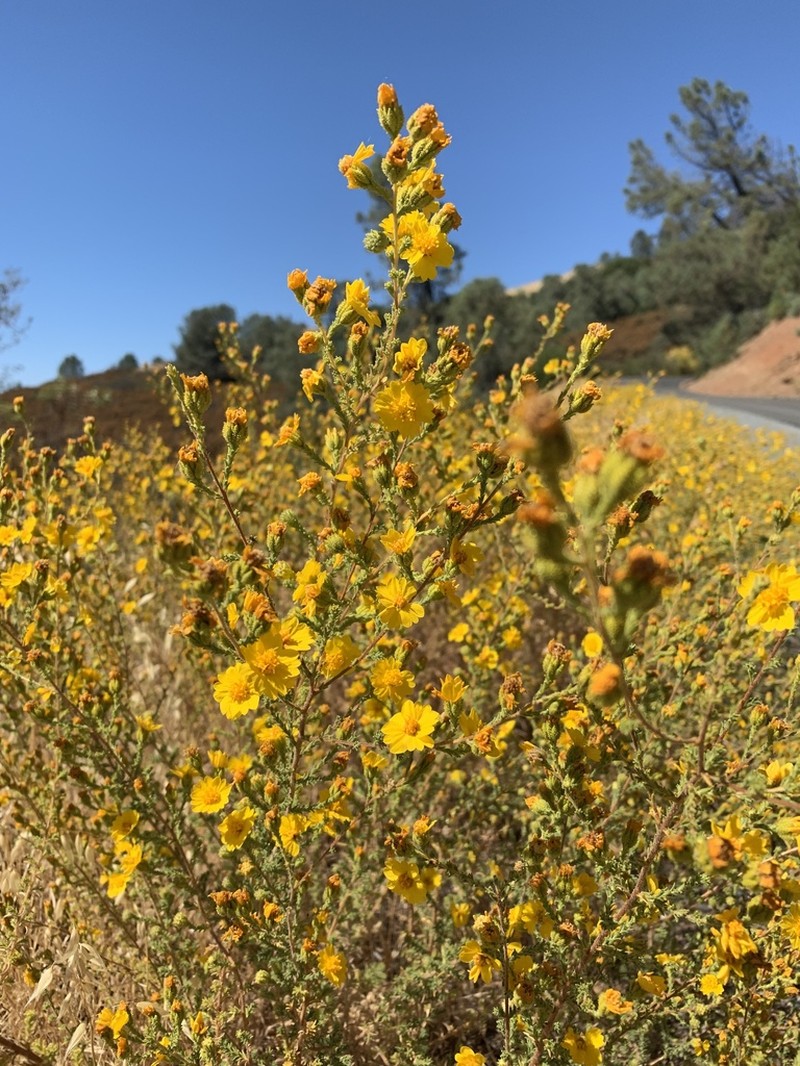 Heermann's Tarweed