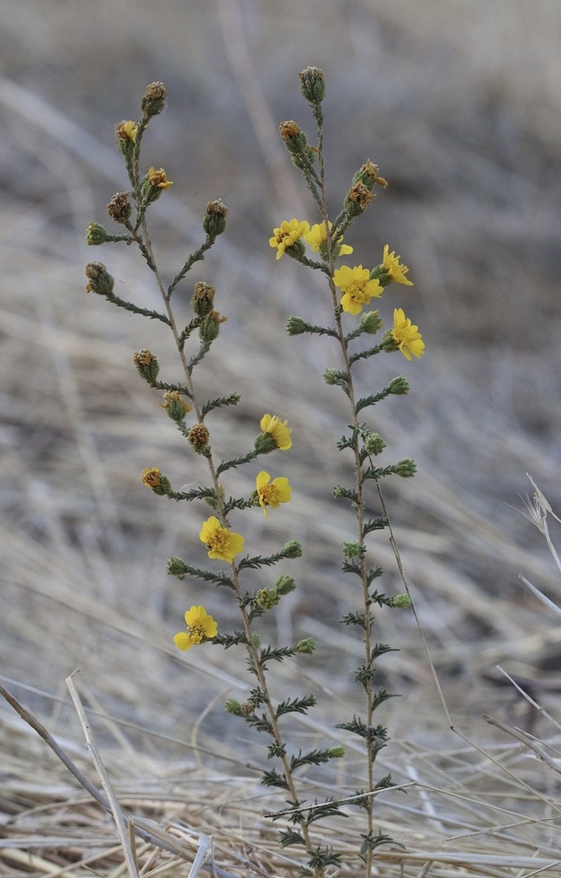 Heermann's Tarweed photo 2