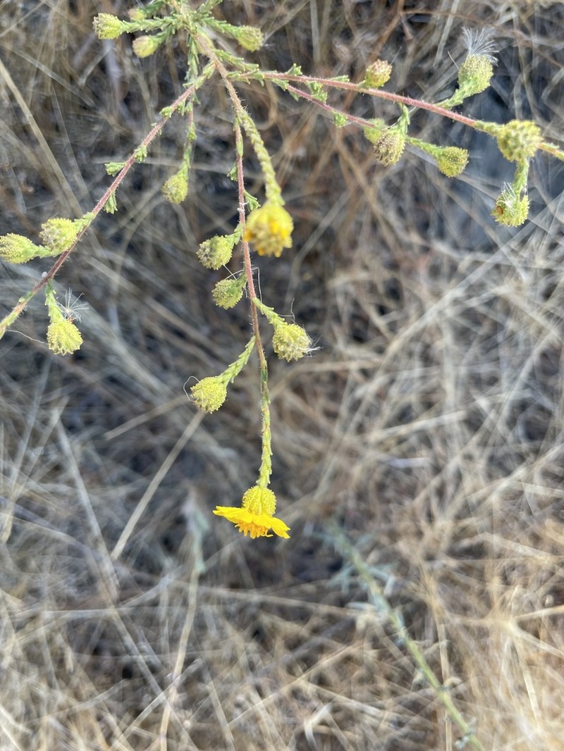Heermann's Tarweed photo 3