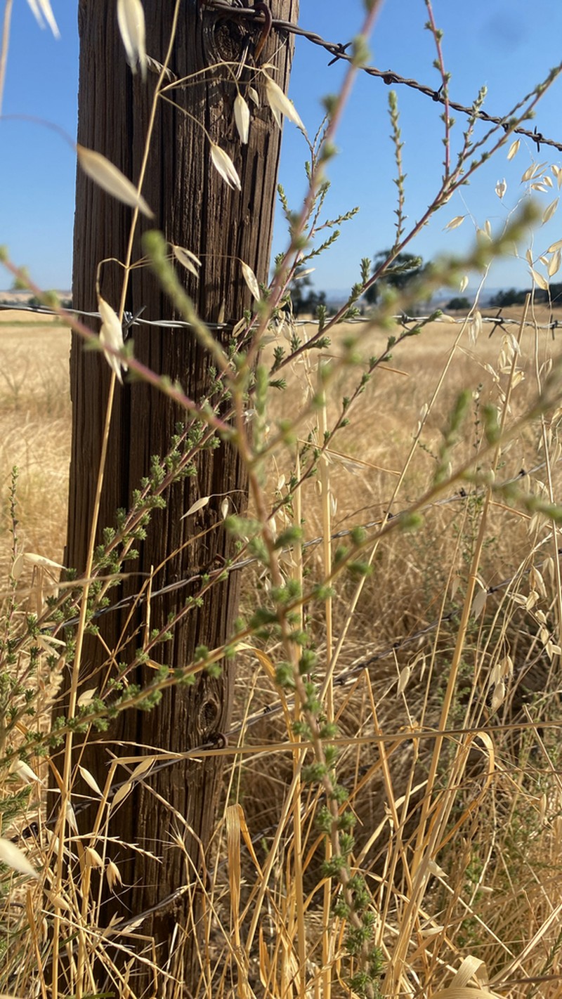 Heermann's Tarweed photo 4