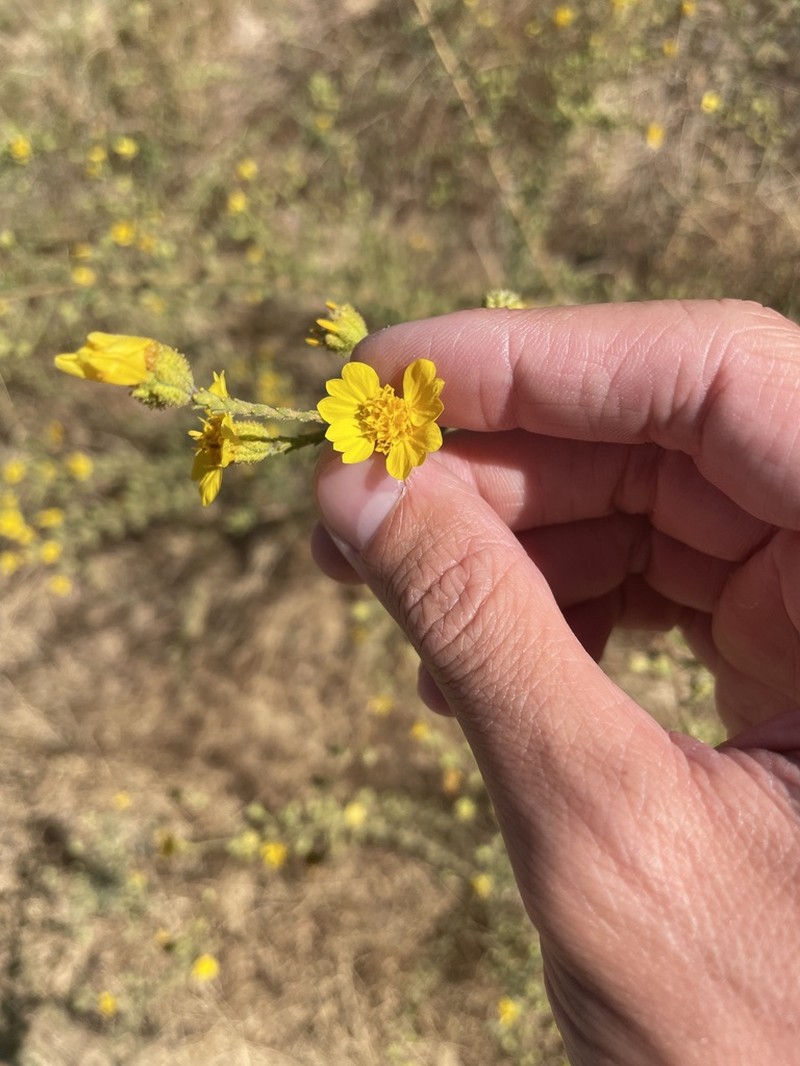 Heermann's Tarweed photo 5