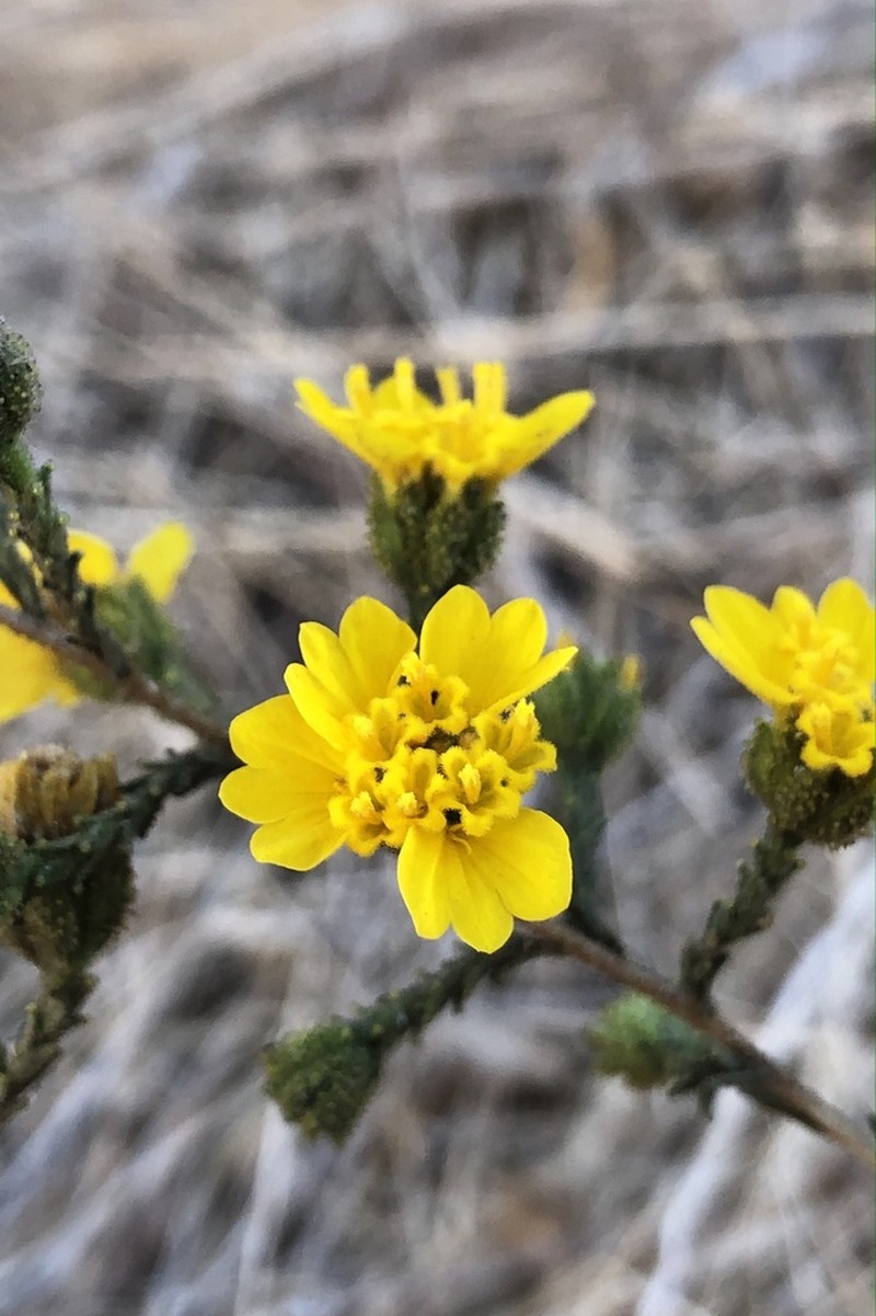 Heermann's Tarweed photo 6