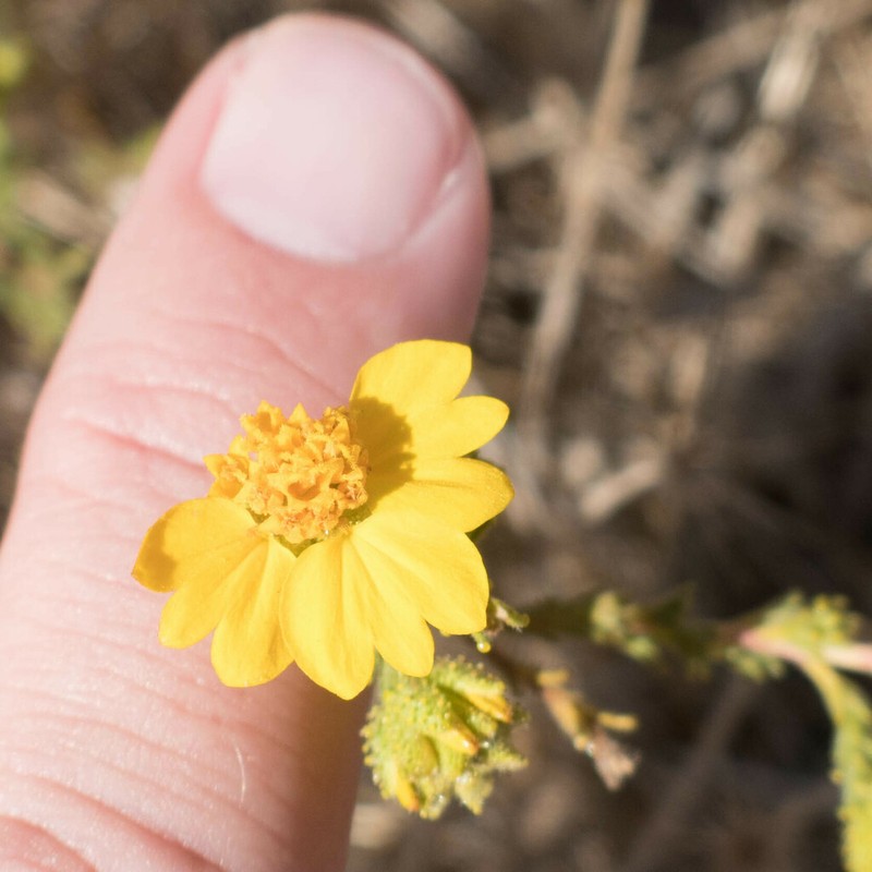 Heermann's Tarweed photo 7