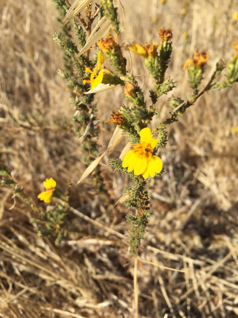 Heermann's Tarweed photo 8