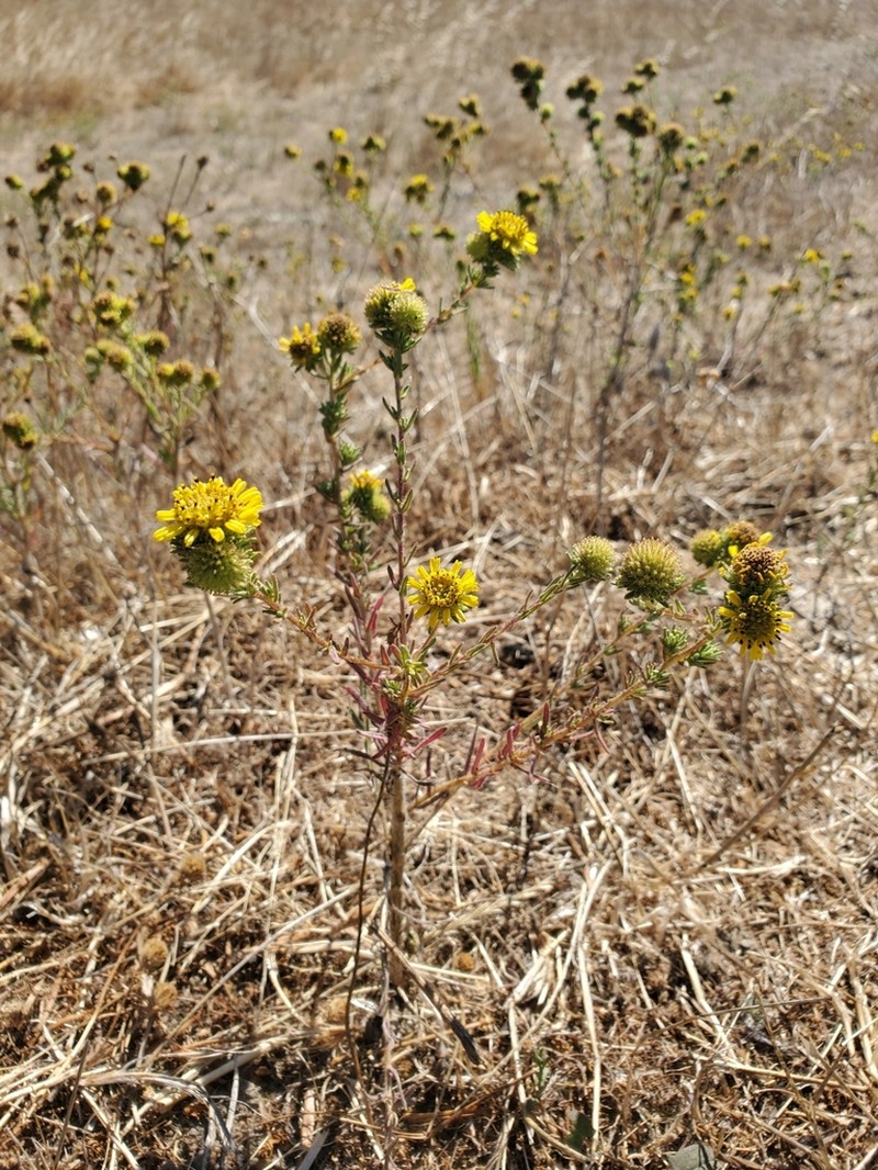 Santa Cruz Tarplant