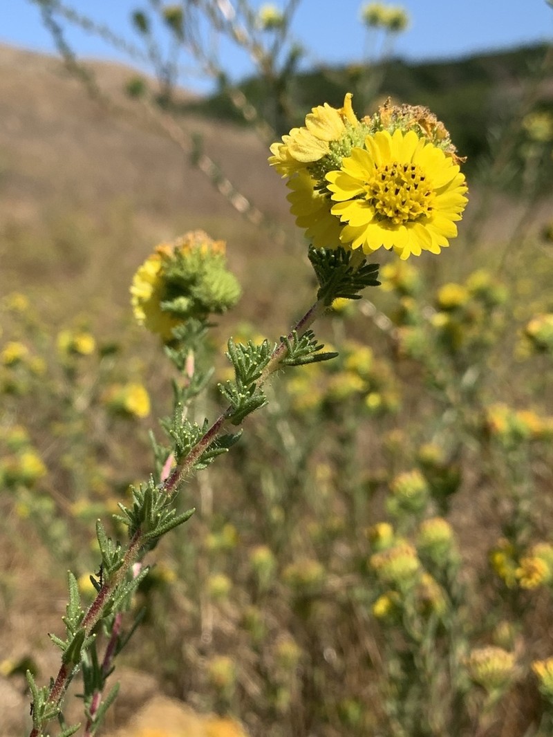 Santa Cruz Tarplant photo 2