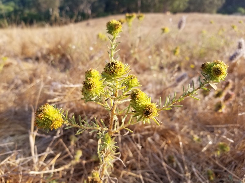 Santa Cruz Tarplant photo 3