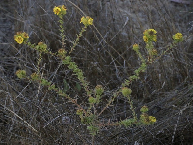 Santa Cruz Tarplant photo 4