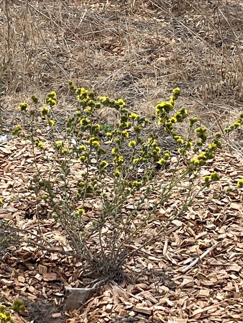 Santa Cruz Tarplant photo 5