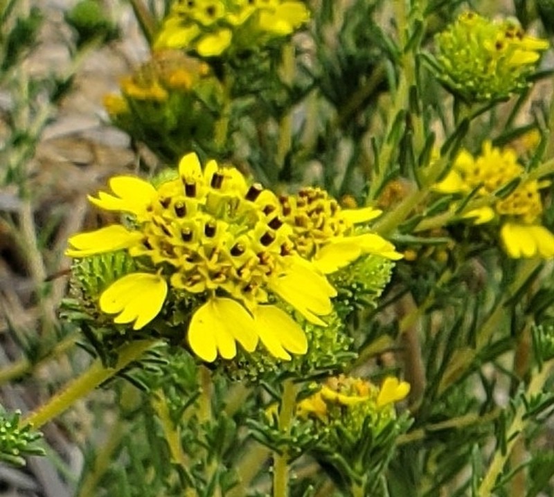 Santa Cruz Tarplant photo 6