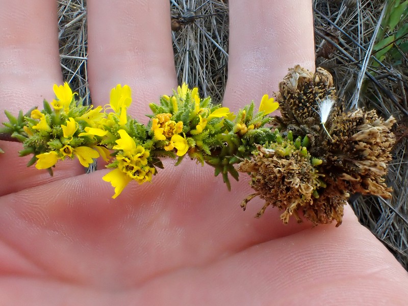 Santa Cruz Tarplant photo 7