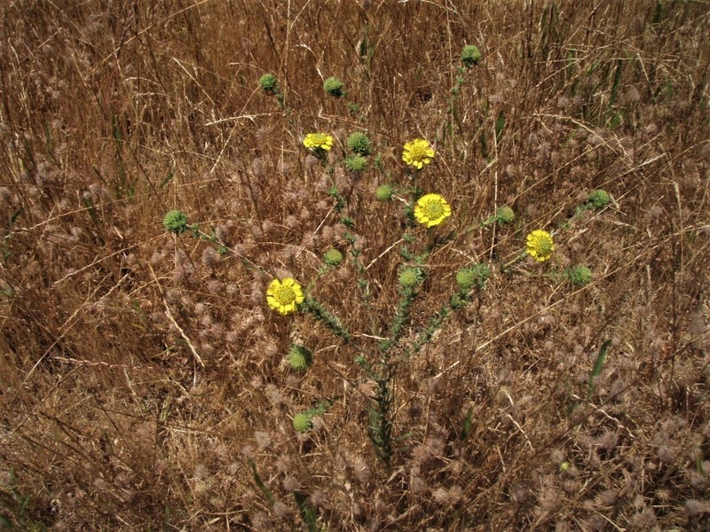 Santa Cruz Tarplant photo 8