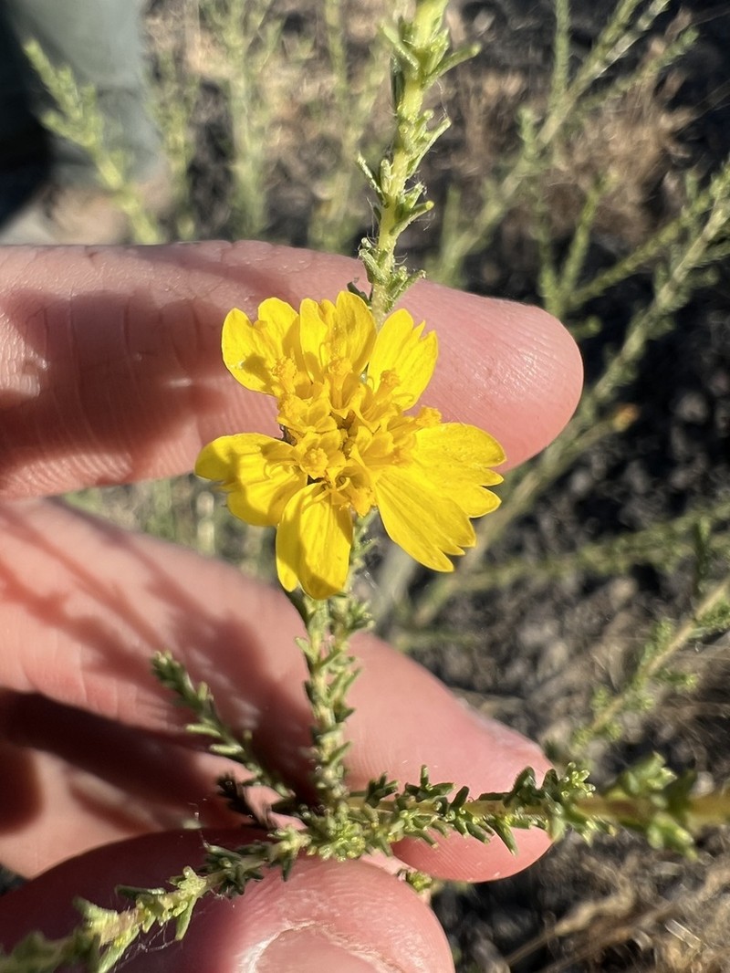 San Joaquin Tarweed