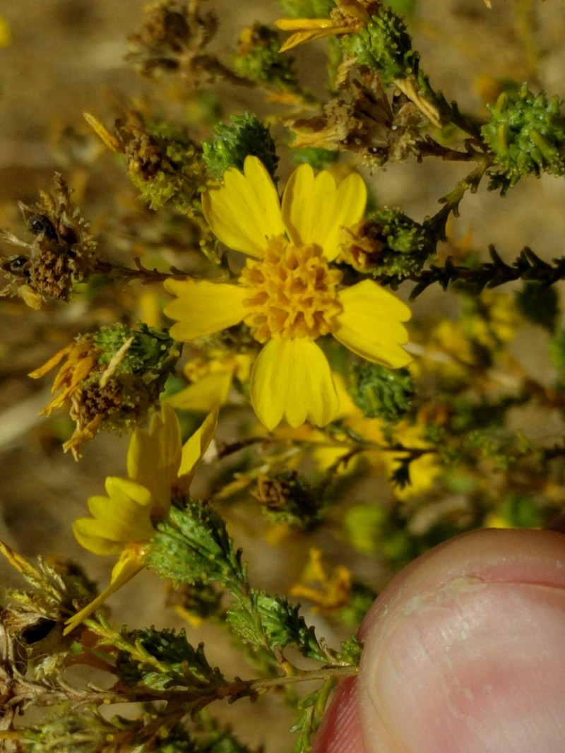 San Joaquin Tarweed photo 2