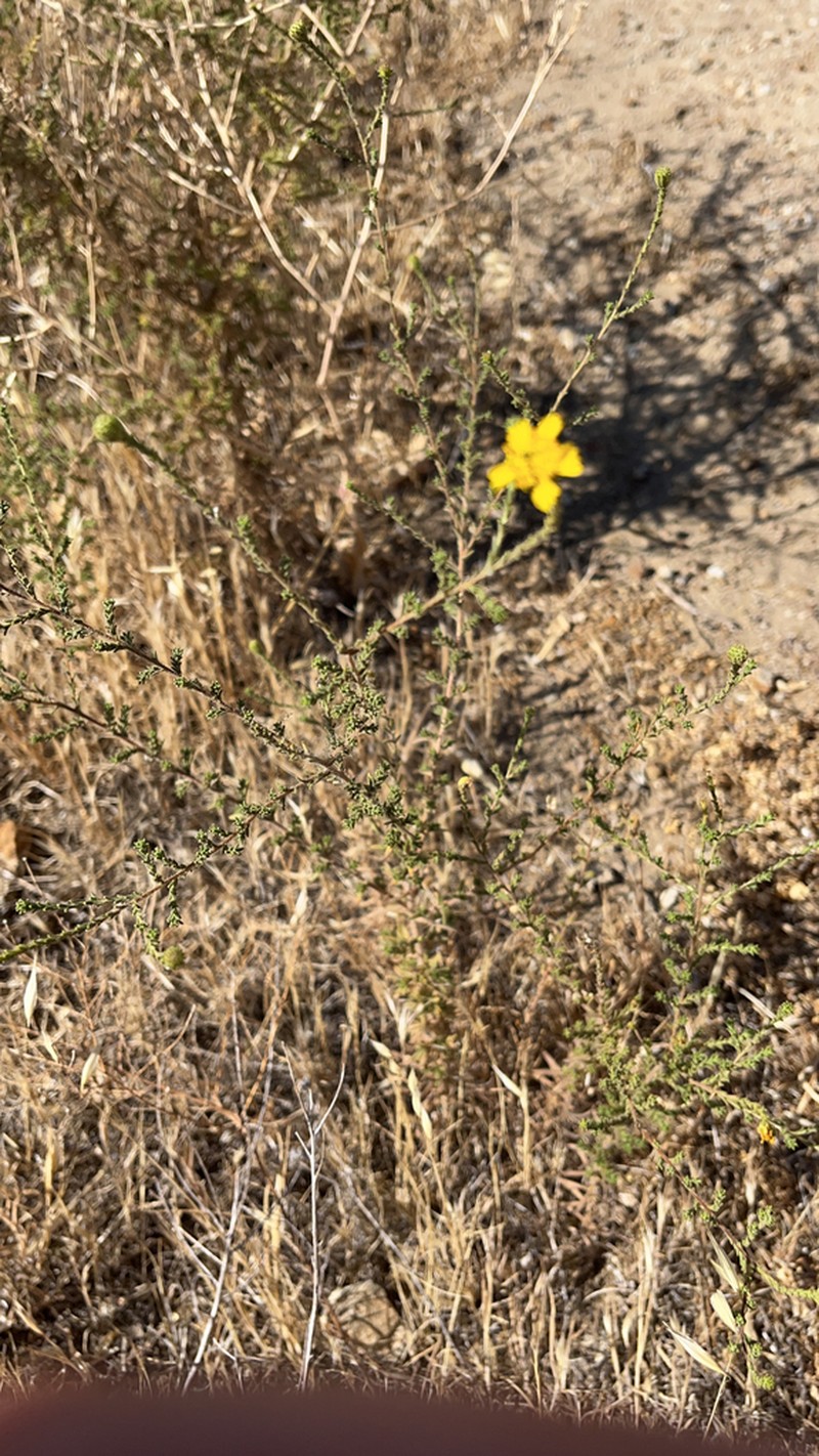 San Joaquin Tarweed photo 4