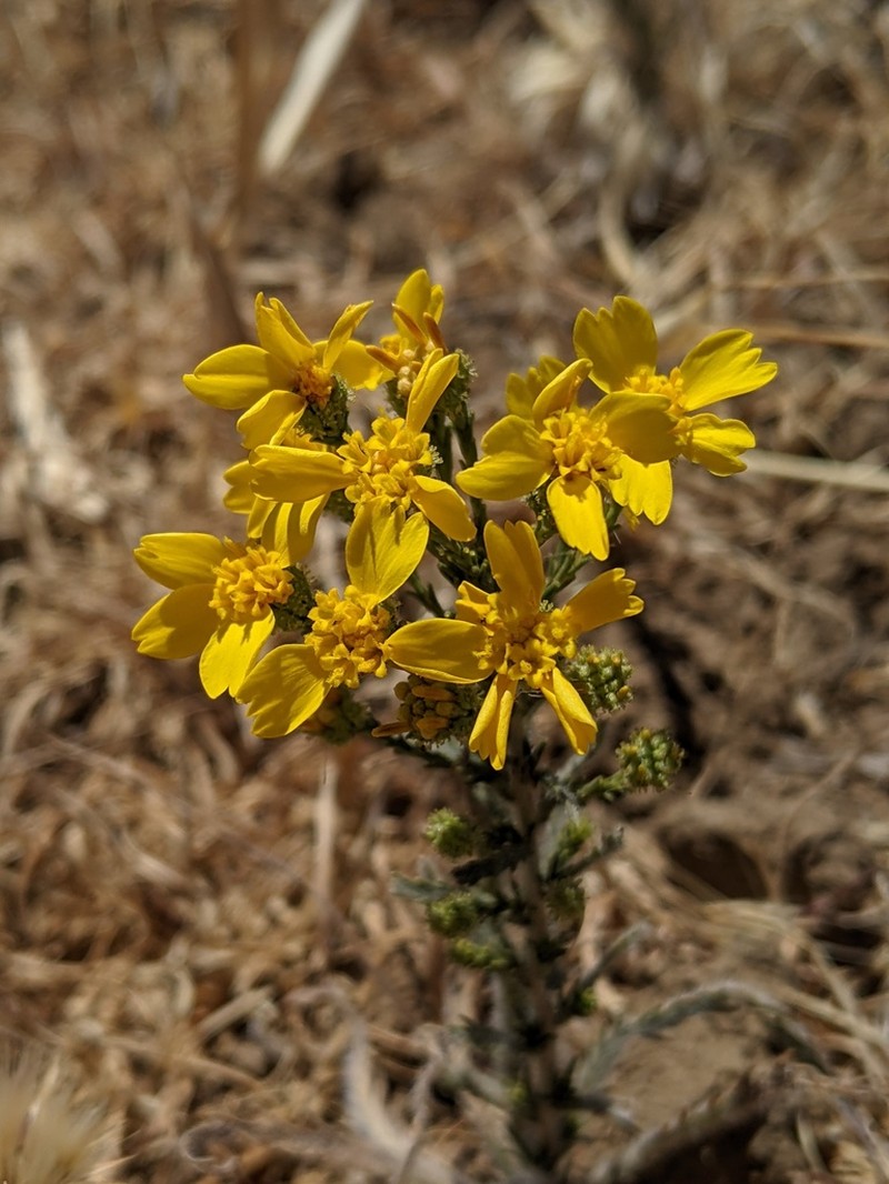San Joaquin Tarweed photo 5