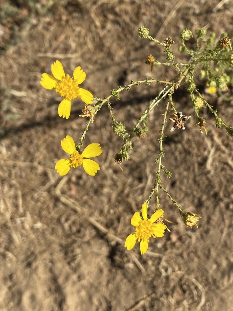 San Joaquin Tarweed photo 6