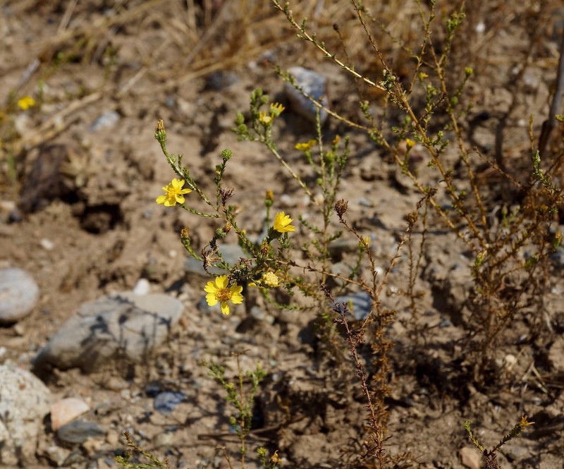 San Joaquin Tarweed photo 7