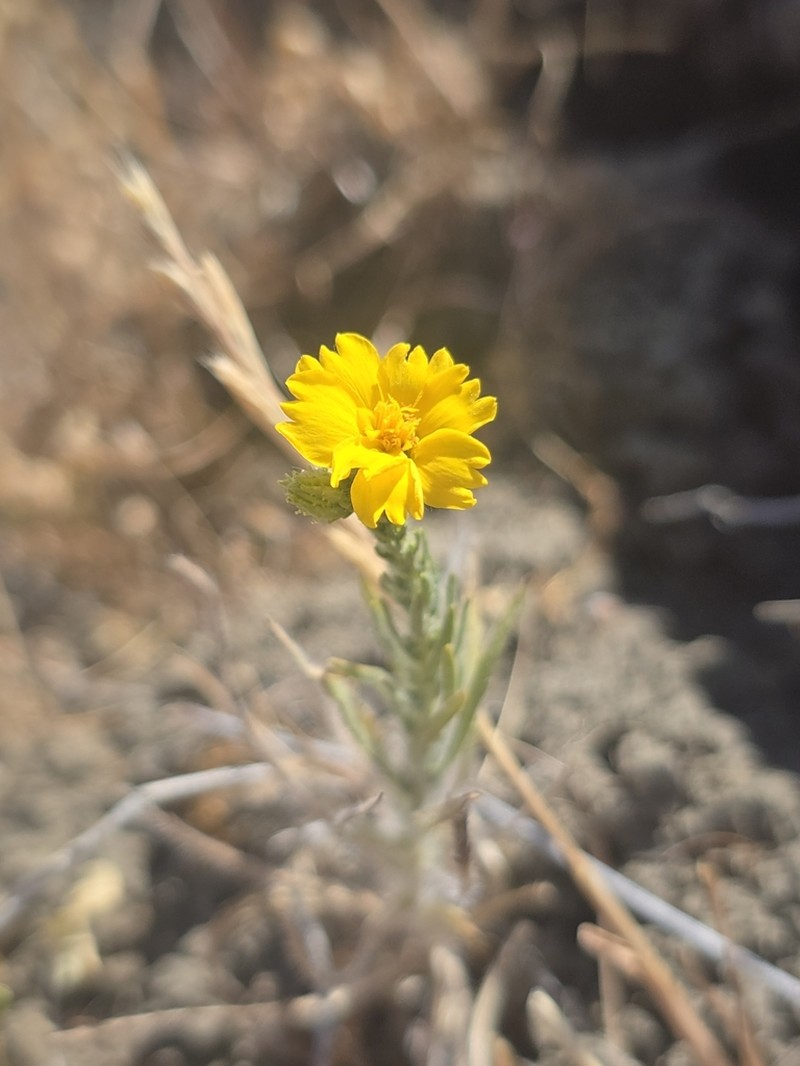 San Joaquin Tarweed photo 8