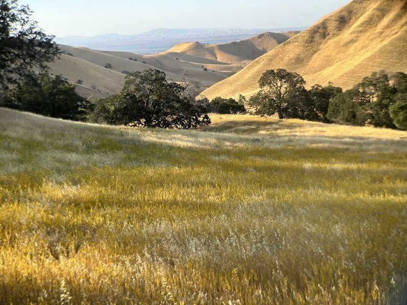 Yellowflower Tarweed