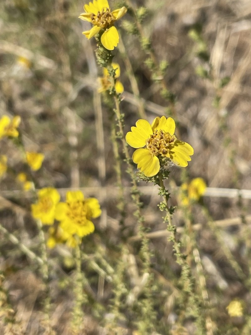 Yellowflower Tarweed photo 2
