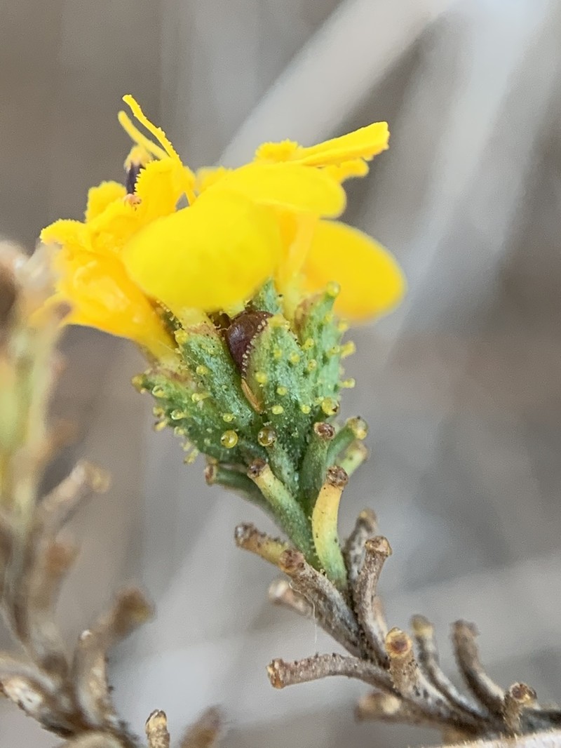Yellowflower Tarweed photo 4