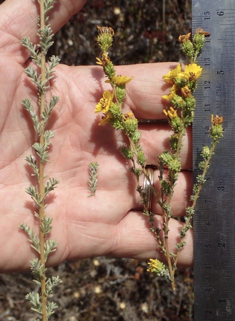 Yellowflower Tarweed photo 5