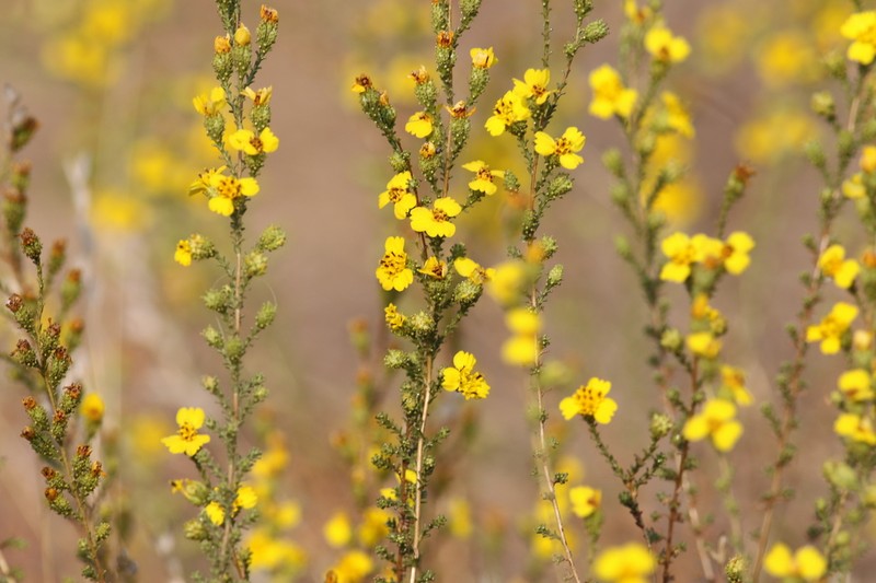 Yellowflower Tarweed photo 6