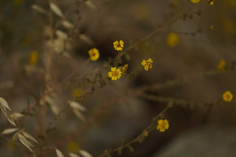 Yellowflower Tarweed photo 7