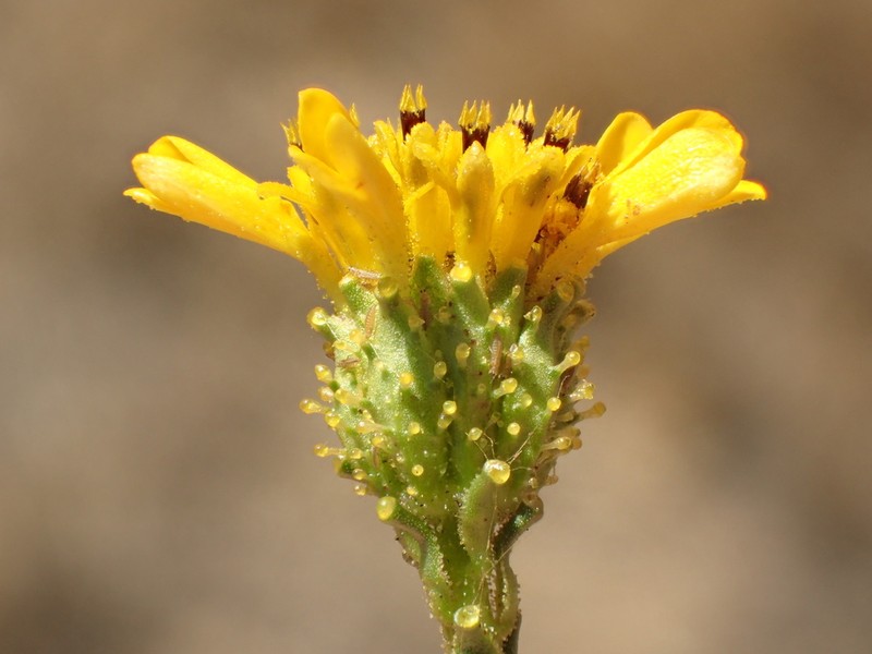 Yellowflower Tarweed photo 8