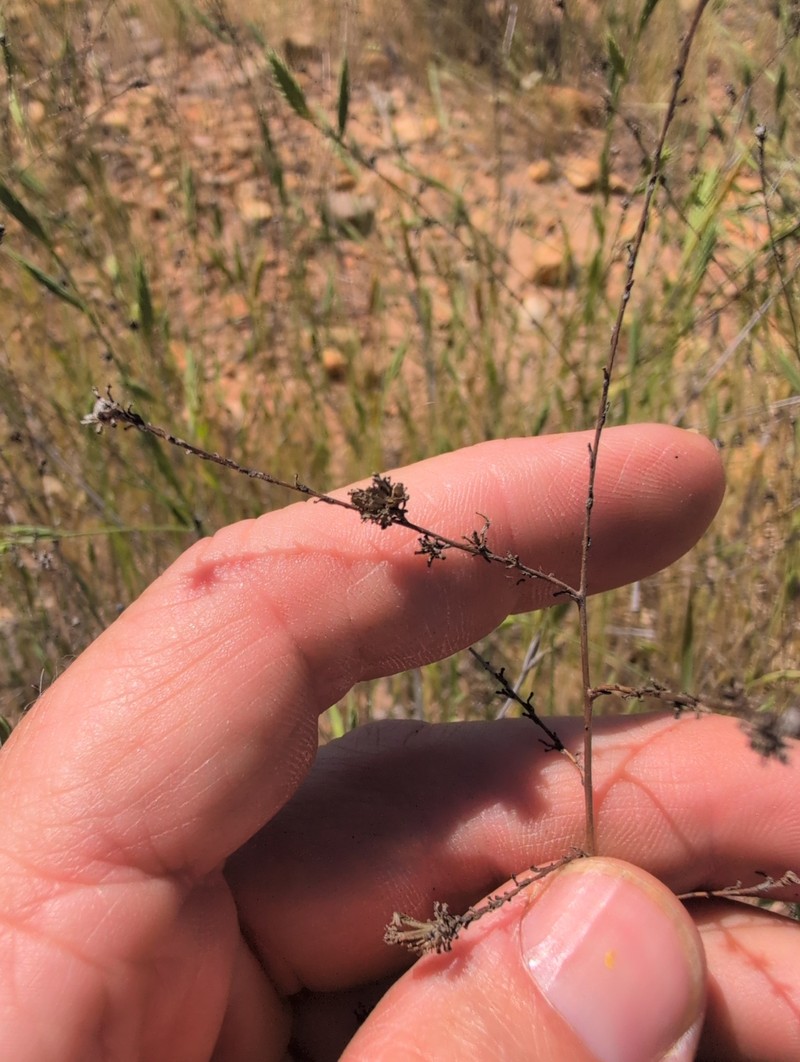 Holocarpha virgata subsp. elongata photo 2