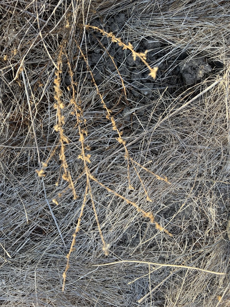 Holocarpha virgata subsp. elongata photo 4