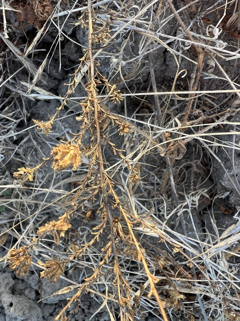 Holocarpha virgata subsp. elongata photo 5