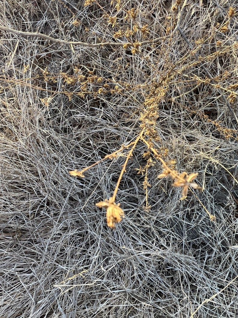 Holocarpha virgata subsp. elongata photo 6