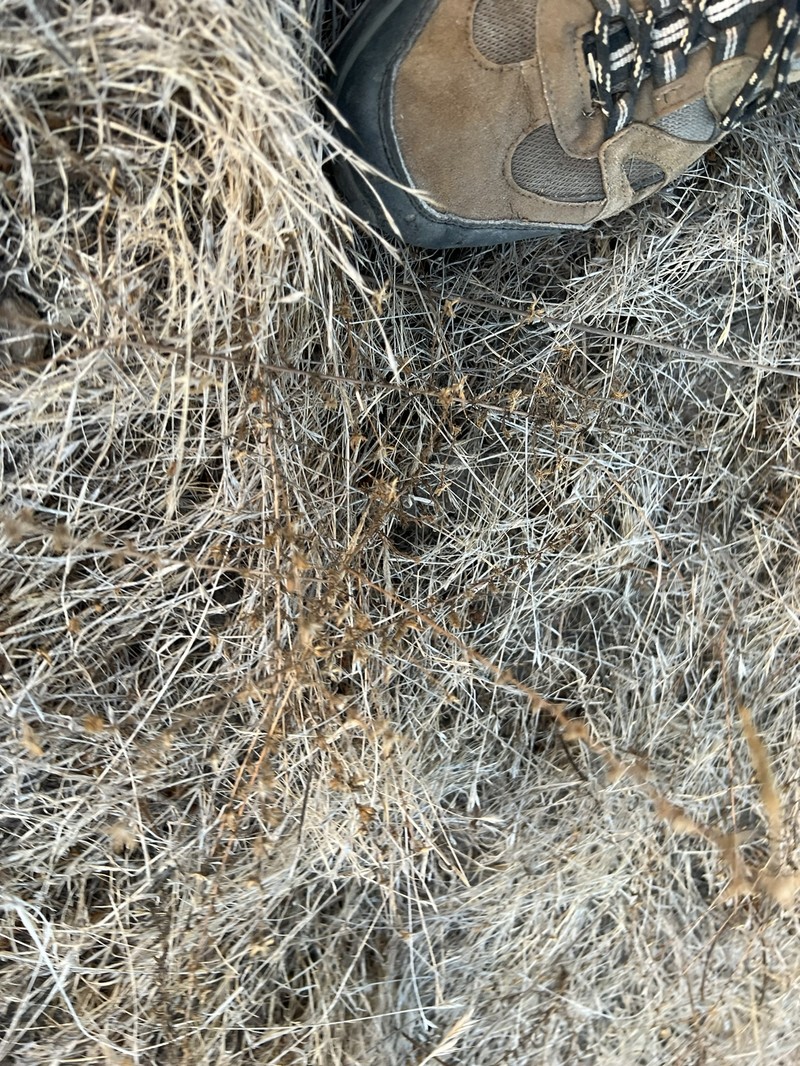 Holocarpha virgata subsp. elongata photo 8