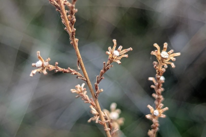 Holocarpha virgata subsp. virgata