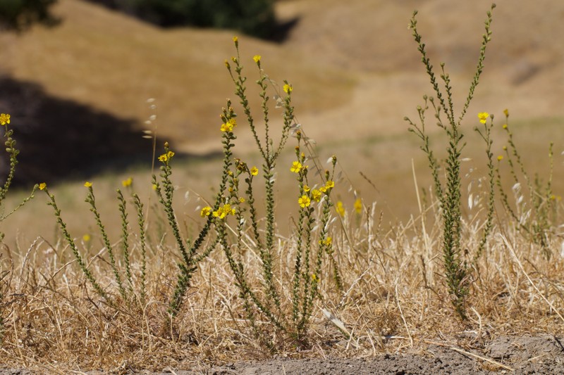 Holocarpha virgata subsp. virgata photo 4