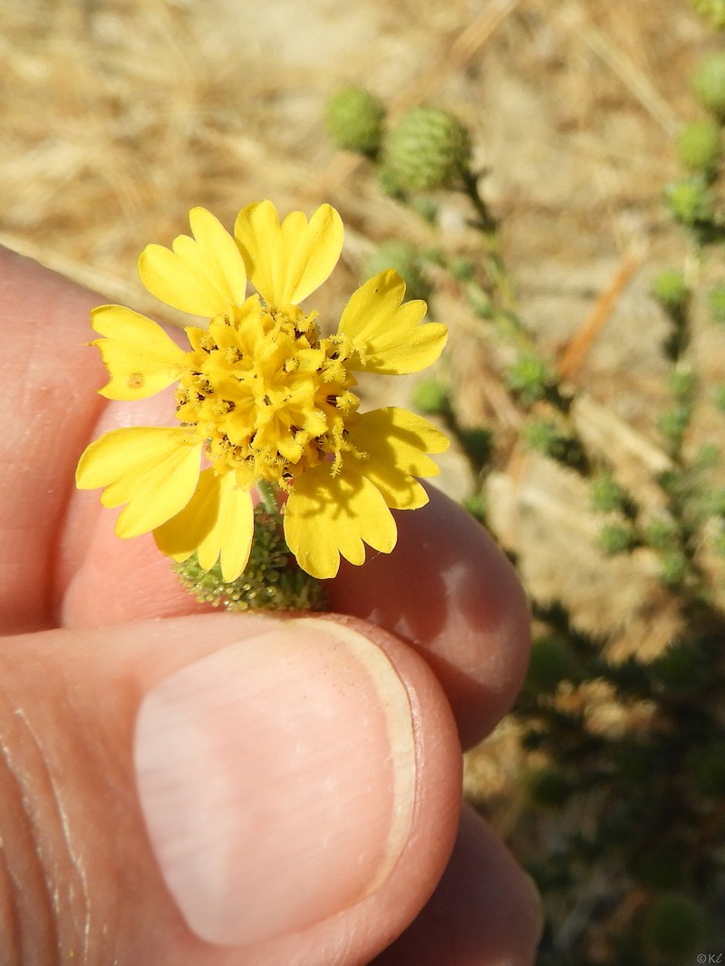 Holocarpha virgata subsp. virgata photo 5