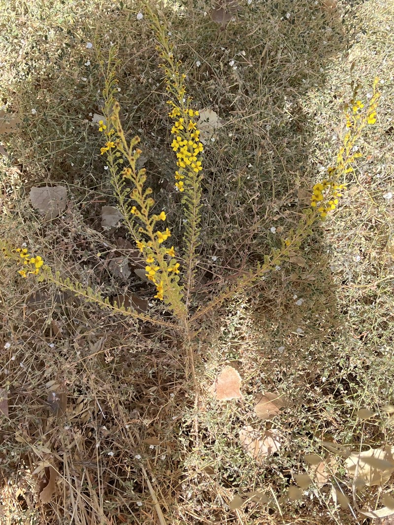 Holocarpha virgata subsp. virgata photo 6