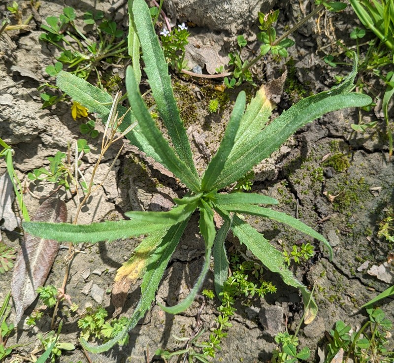 Holocarpha virgata subsp. virgata photo 7