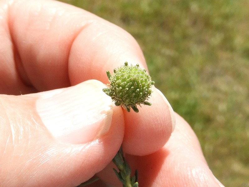 Holocarpha virgata subsp. virgata photo 8