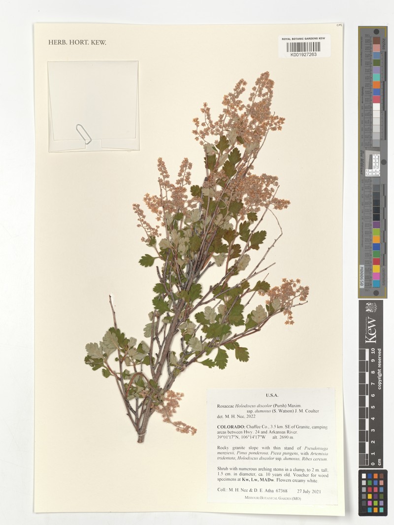 Holodiscus australis