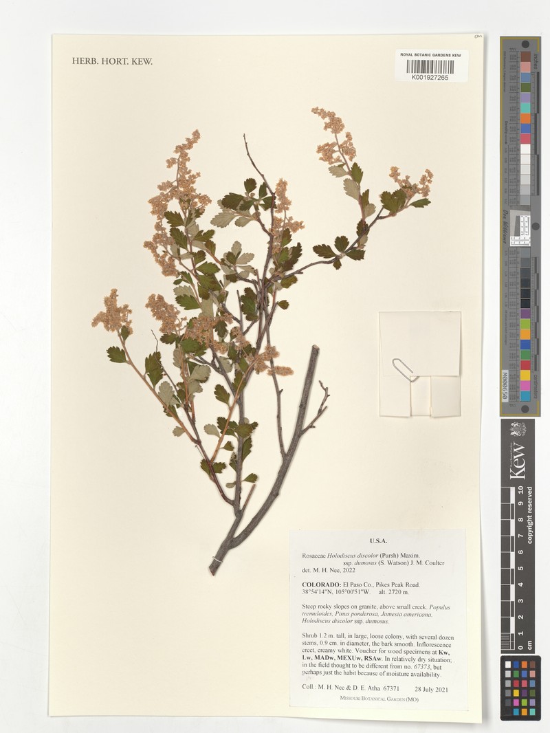Holodiscus australis photo 2