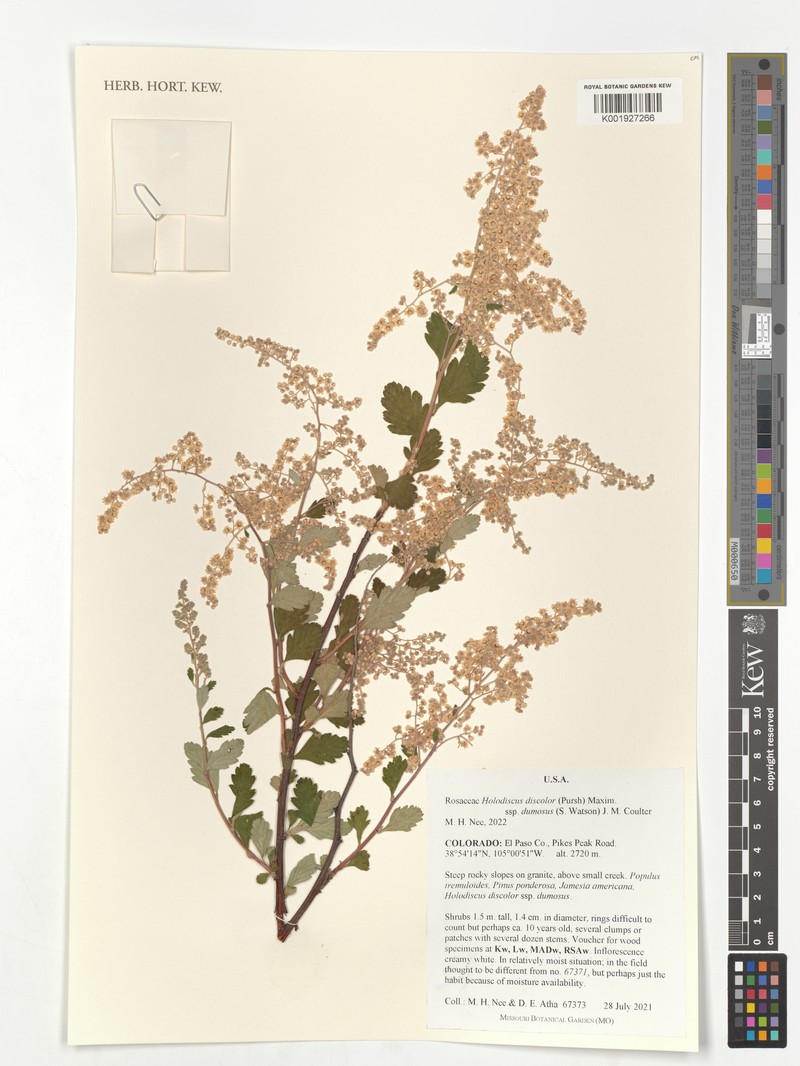 Holodiscus australis photo 3