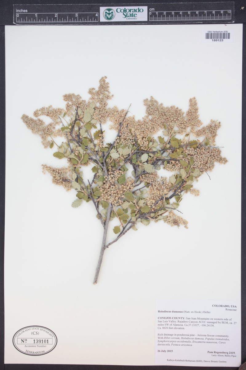 Holodiscus australis photo 4