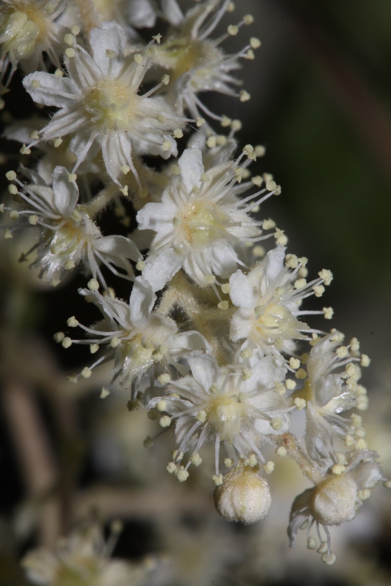 Oceanspray photo 5