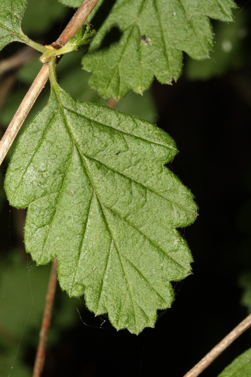 Oceanspray photo 4