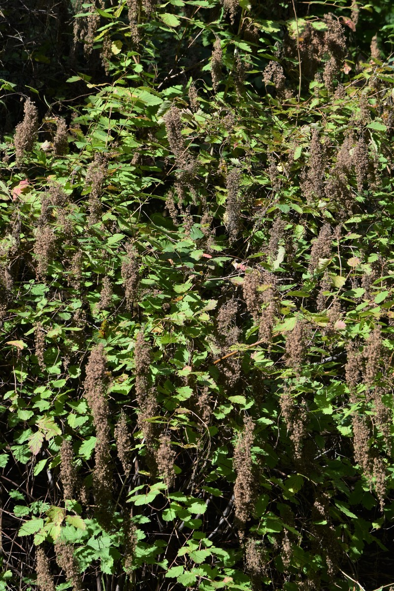 Oceanspray photo 2