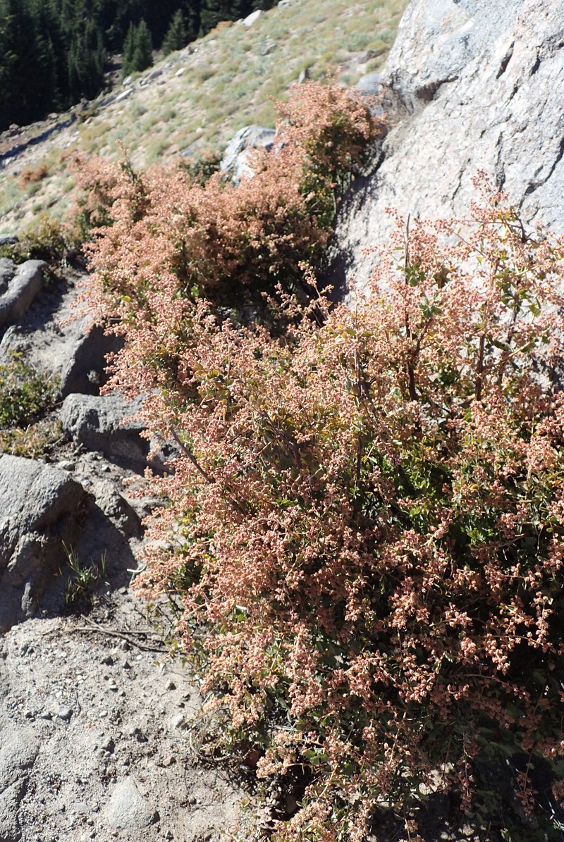 Oceanspray photo 3